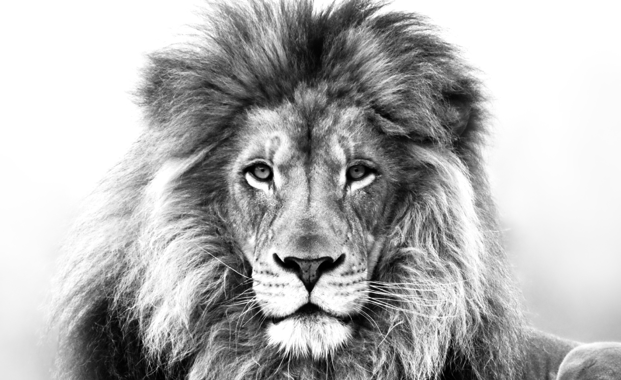 lion